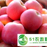 2016陕西特产红富士苹果新鲜水果 香酥 脆甜可口