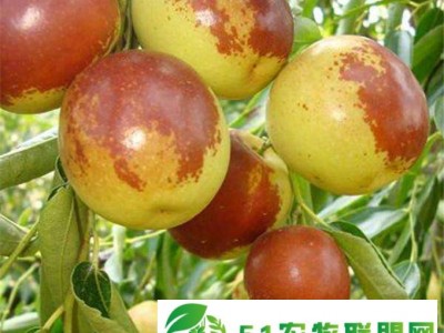 1吨起批山山东冬枣产地装车图1