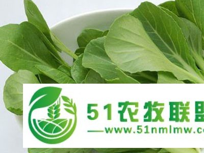 **速冻食材批发蔬菜批发大朗蔬菜配送图1