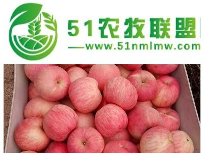 山东冷库红富士苹果批发价格 山东苹果产地** 冷库苹果大量供应图1