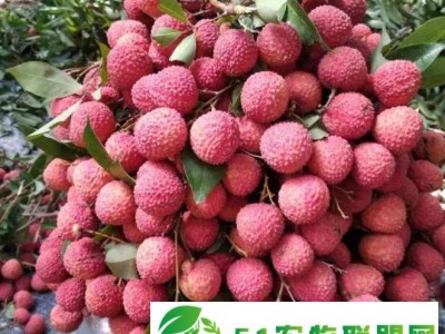 荔枝回收图1