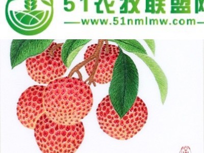 新鲜南山荔枝无需担心品质，可来果园考察图1
