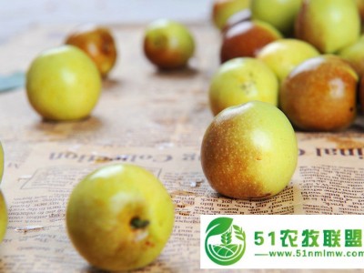 1吨起批山东冬枣产地装车图1