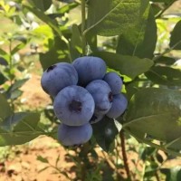 重庆地区有蓝莓采摘 巴渝蓝庄