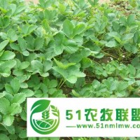 小白草莓苗