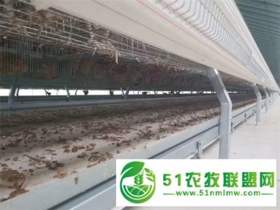 武汉四层蛋鸡笼 自动化蛋鸡养殖笼图1
