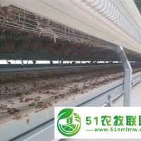 武汉四层蛋鸡笼 自动化蛋鸡养殖笼