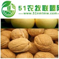 供天水梨子采摘和甘肃核桃批发羲皇缘价格
