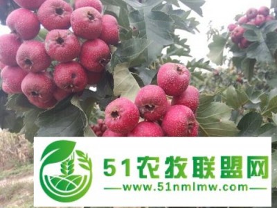 山西山楂果价格，绛县山楂果基地，大金星大五棱山楂果价格图1