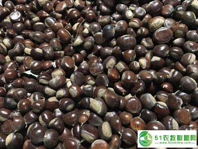 大量**批发：河北板栗 邢台板栗 浆水板栗 ** 欢迎广大客户来电咨询图1