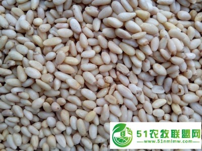 宏鸿集团--深圳农产品-松仁图1