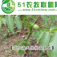 供应核桃苗_温185|**核桃苗，薄壳核桃苗品种