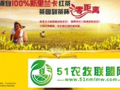 山东立顿红茶图1