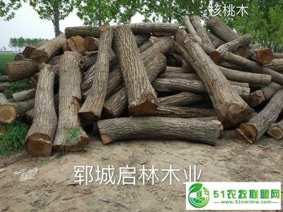 大批量供应大直径核桃木图1