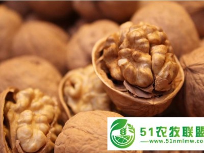 淄博周村核桃种植_淄博周村重兴泰种植*合作社图1