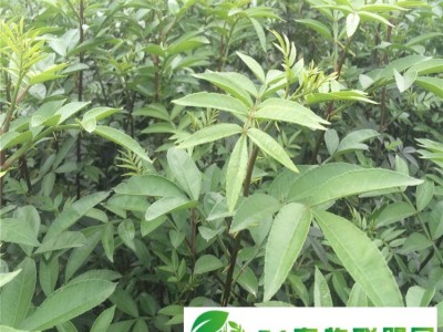 品种全的花椒苗基地新中苗木花椒苗货源充足图1