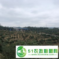 郴州东魁杨梅树苗批发价 高山生态种植