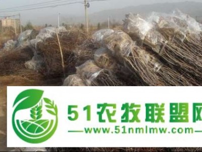 山东枣树苗供应基地图1