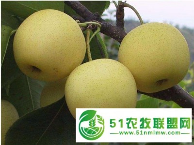 仁怀梨树苗基地** 梨子树苗图1