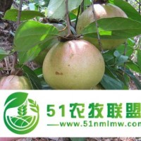 岑溪软枝油茶苗 大果红花油茶苗 扁桃苗 枇杷苗 罗汉松苗 三角梅苗