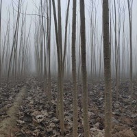 信阳 杨树苗基地