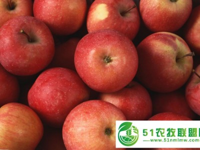春季种植什么蔬菜图1
