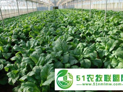 果蔬种植图1
