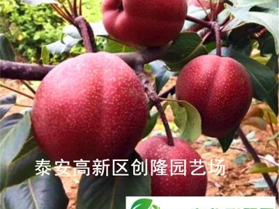 脆甜柿子苗品种介绍，甜柿子树苗价格图1