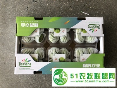 代收批发威海青皮无花果秋果新鲜图1