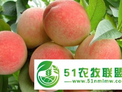 唐山桃子供应图1