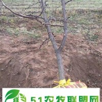 山西18公分枣树基地 易管理 产地**