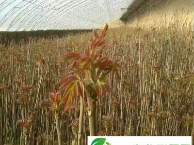 占地绿化香椿苗 矮化红油香椿 大棚香椿苗 红芽香椿树苗 红油香椿树苗 露天香椿苗 绿油菜香椿苗 山东红油香椿 香椿树芽图1