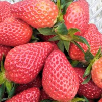 法兰地草莓苗价格