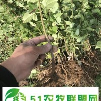 绛县药用连翘苗 种植基地