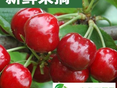 樱桃图1