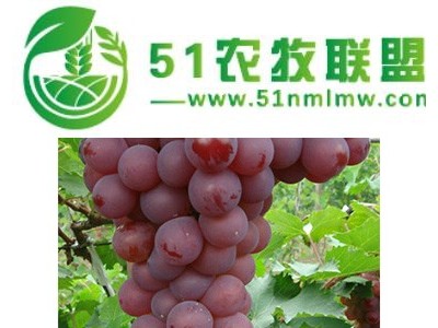 状元红图1