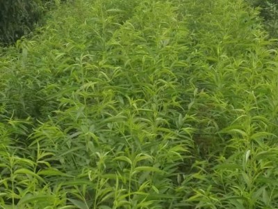 临朐柳山镇桃树苗_临朐盛柳家庭农场图1