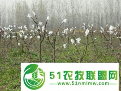 山东小枣树苗 占地冬枣树苗基地批发图1