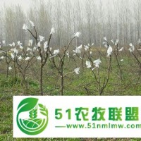 山东小枣树苗 占地冬枣树苗基地批发