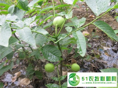 山东大量供应果树苗 核桃苗 香玲核桃苗 个大饱满核桃苗图1