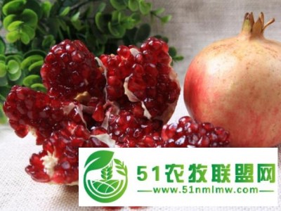 江阴软籽石榴什么价位 价格实惠图1