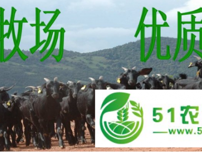 散养波尔山羊努比亚黑山羊哪里有卖吗图1
