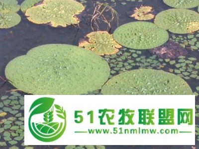 芡实和莲子有什么区别图1