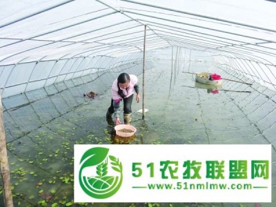蔬菜种植大棚、华翔养殖设备质量好 在线咨询 、大棚图1