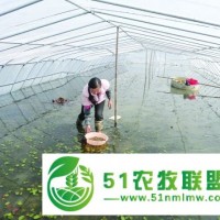 蔬菜种植大棚、华翔养殖设备质量好 在线咨询 、大棚