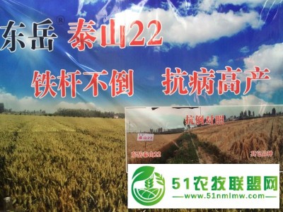 东岳泰山22铁杆不倒抗病高产图1