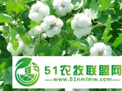 EM菌液在棉花上种植应用图1