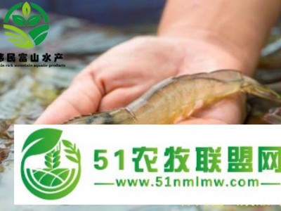 伟民富山淡水养殖南美白对虾常见的几个养殖问题图1