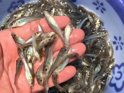 鮰鱼苗，江团鱼苗，斑点叉尾鱼苗图1