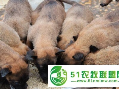 江西共青城市销售肉狗养殖场市场, 肉狗养殖厂家图1